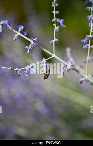 Silver Perowskie (Perovskia atriplicifolia) Stock Photo