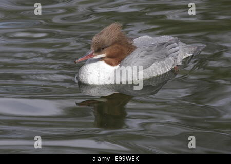 Common Merganser Female Stock Photo