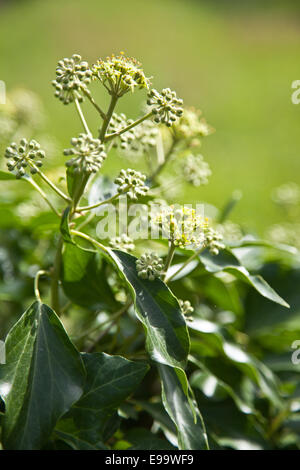 Common ivy (Hedera helix) Stock Photo