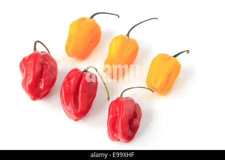 Habanero Peppers (Capsicum chinense) Stock Photo