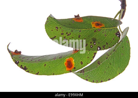 Pear rust (Gymnosporangium fuscum) Stock Photo