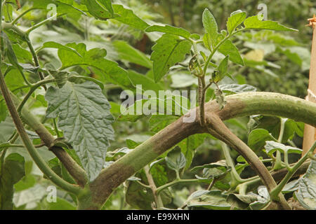 Brown rot on Tomatoes Stock Photo