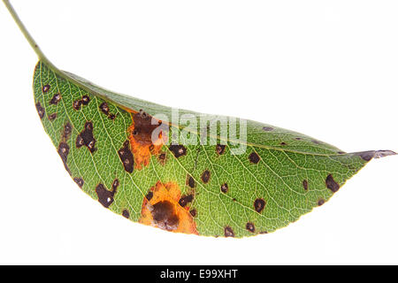 Pear rust (Gymnosporangium fuscum) Stock Photo