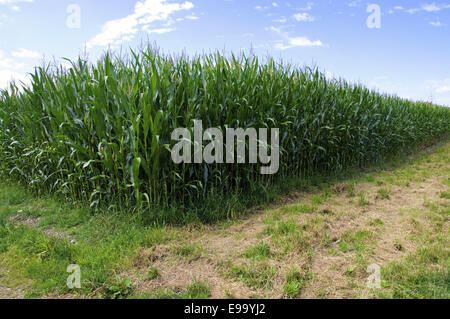 Cornfield Stock Photo