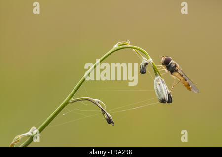 Hoverfly (Syrphus ribesii), female, Germany Stock Photo