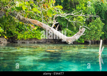 Big branch coming out of lush green tropical forest on coral spotted blue lagoon in the remote Togean Islands, Indonesia. Stock Photo