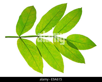 autumn  leaf ash on white background Stock Photo