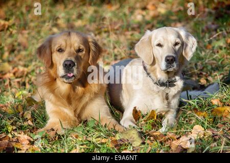 Two beautiful Golden Retriever dogs have a walk outdoors in the park ...