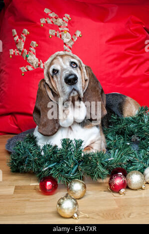 Christmas Basset Hound! Stock Photo