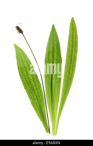 Ribwort plantain (Plantago lanceolata) Stock Photo