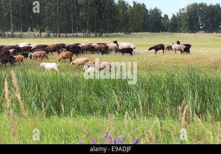 Flock of sheep grazes on a meadow Stock Photo - Alamy