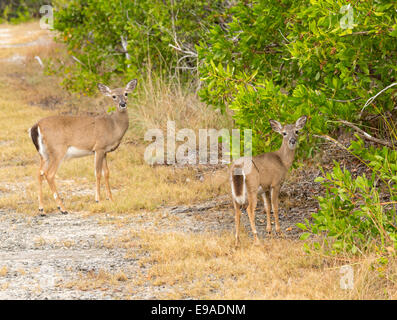 Small Key Deer in woods Florida Keys Stock Photo