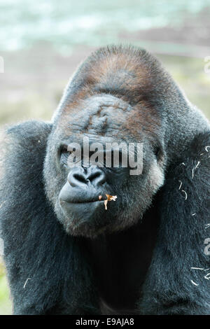 Face portrait of a gorilla male Stock Photo