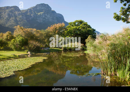 Kirstenbosch National Botanical Garden, Cape Town, Western Cape, South Africa Stock Photo