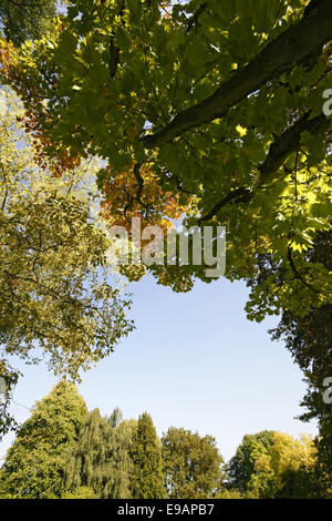 Autumnally forest Stock Photo