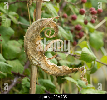 Dried and misshapen leaf of Common Teasel Stock Photo