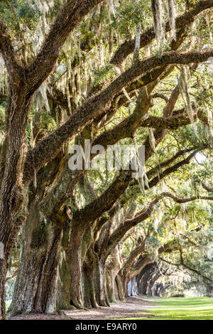 Avenue of Oaks draped with spanish moss at Boone Hall Plantation in Mt Pleasant, South Carolina. Stock Photo