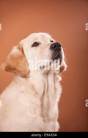 portrait of Golden Retriever breed dog at home Stock Photo - Alamy