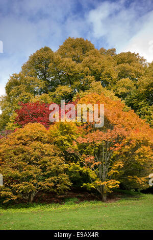 Acer trees in autumn at Batsford Arboretum. Moreton-in-Marsh, Gloucestershire, England Stock Photo