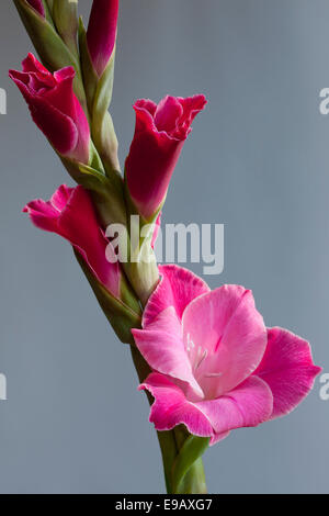 Gladiolus (Gladiolus sp.) Stock Photo
