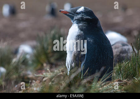 Gentoo Penguin (Pygoscelis papua), juvenile, Godthul, South Georgia and the South Sandwich Islands, United Kingdom Stock Photo