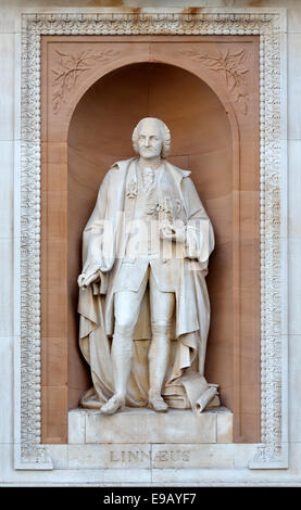 London, England, UK. Statue on facade of No 6 Burlington Gardens (Royal Academy / Burlington House) Carl Linnaeus Stock Photo