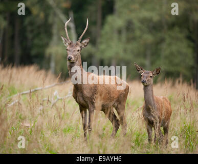Red Deer (Cervus elaphus), young stag and calf, captive, Saxony, Germany