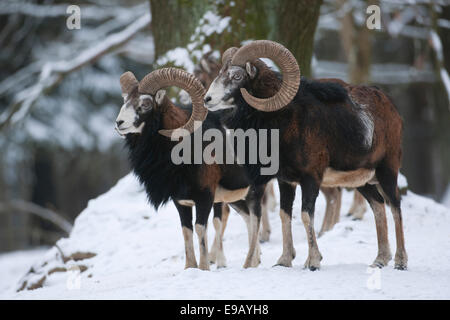 European mouflon (Ovis ammon musimon), two rams standing in snow, captive, Saxony, Germany Stock Photo