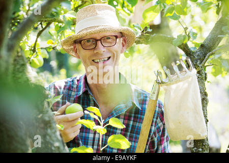 Gardener, garden plot holder, holding an apple in his hand, in an apple tree, Cologne, North Rhine-Westphalia, Germany Stock Photo