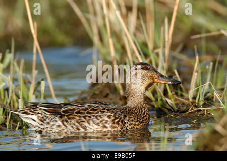 Common Teal (Anas crecca), female, Strohauser Plate river island, Lower Saxony, Germany Stock Photo
