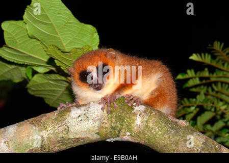 Brown mouse lemur (Microcebus rufus), Masoala National Park, Madagascar Stock Photo