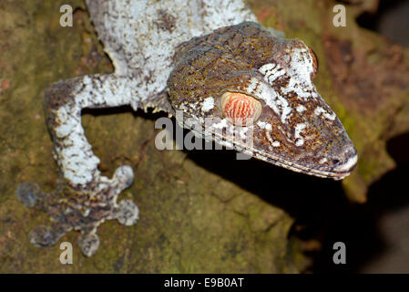 Giant Leaf-tailed Gecko (Uroplatus fimbriatus), Nosy Mangabe, Masoala National Park, Madagascar Stock Photo