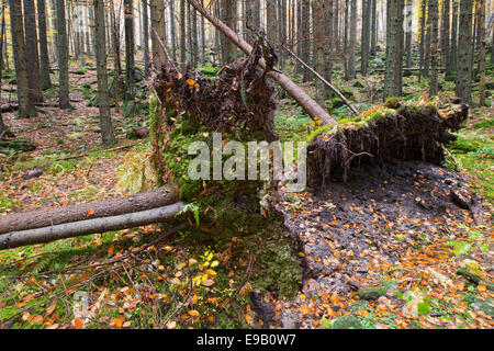 Norway Spruce (Picea abies), heavy snow casualty, Bavarian Forest National Park, Bavaria, Germany Stock Photo