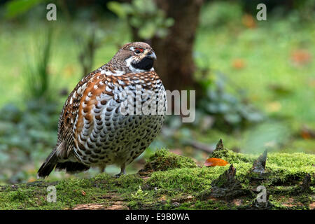 Hazel Grouse (Bonasa bonasia), male, outdoor enclosure, Bavarian Forest National Park, Bavaria, Germany Stock Photo