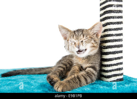 kitty winks lies on the blue soft surface Stock Photo