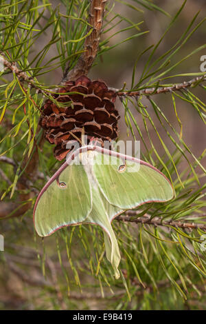 Luna Moth female hanging on a Virginia pine cone.  Sumter National Forest, SC, spring. Stock Photo