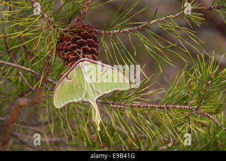 Luna Moth female hanging on a Virginia pine cone.  Sumter National Forest, SC, spring. Stock Photo