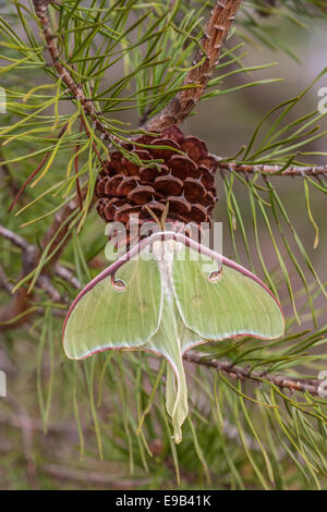 Luna Moth female hanging on a Virginia pine cone.  Sumter National Forest, SC, spring. Stock Photo