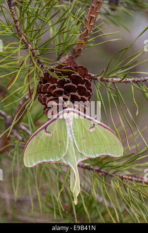 Luna Moth female hanging on a Virginia pine cone.  Sumter National Forest, SC, spring. Stock Photo