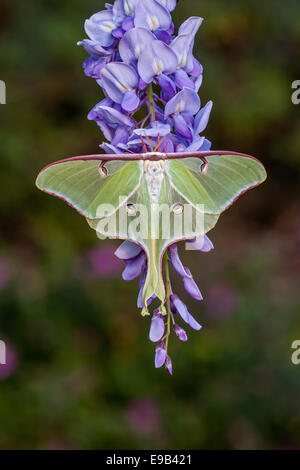 Luna Moth female hanging on blooming Chinese Wisteria.  Wateree River, South Carolina. Stock Photo