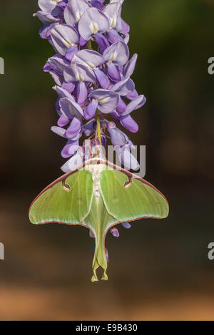 Luna Moth female hanging on blooming Chinese Wisteria.  Wateree River, South Carolina. Stock Photo