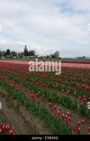 Commercial Tulip farm near La Conner during anual Tulip Festival in April and May, Washington Stock Photo