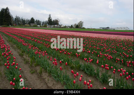 Commercial Tulip farm near La Conner during anual Tulip Festival in April and May, Washington Stock Photo