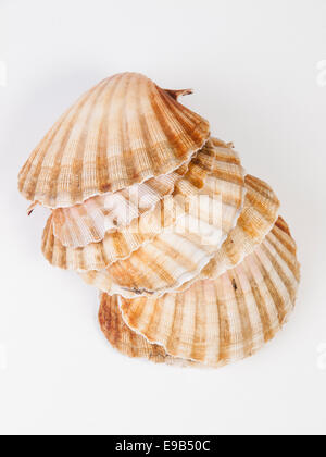 Scallops stacked and isolated on white background Stock Photo