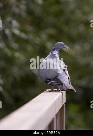 Wood pigeon perched on handrail Stock Photo