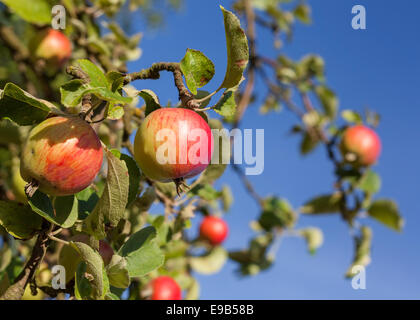 Red apples on apple tree branch against blue sky. Stock Photo