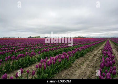 Commercial Tulip farm near La Conner during annual Tulip Festival in April and May, La Conner Washington.USA Stock Photo