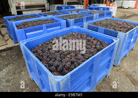 English grown grapes at Halfpenny Green Vineyards in Staffordshire England Uk Stock Photo