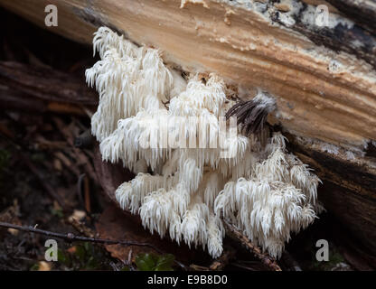 Coral tooth fungus, Hericium coralloides Stock Photo