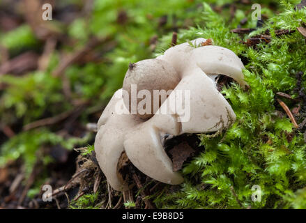 Sessile earthstar mushroom Stock Photo